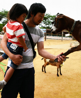 来場客にお手をするヤクシマヤギのしぐれ＝千葉県成田市の成田ゆめ牧場